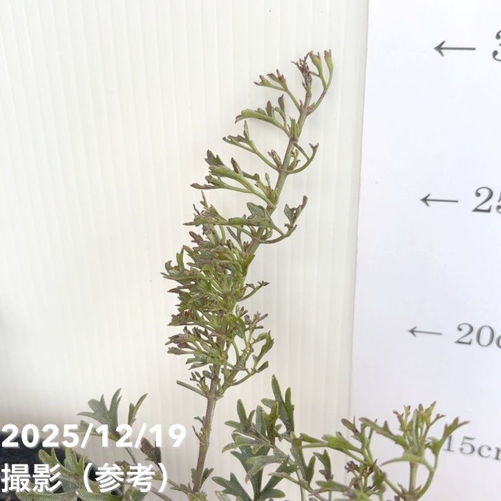 まり花 写真のPIMH-1350円値引き ポストカードセット｜ 花、瞬く光 – MIKA NINAGAWA OFFICIAL STORE