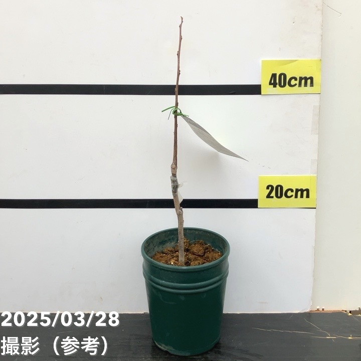 希少果実つき　5年生　ポポー苗木　樹高70センチ 5号鉢 撮影品のお届け 希少果実つき 5年生 ポポー苗木 樹高70センチ 5号鉢 撮影品の