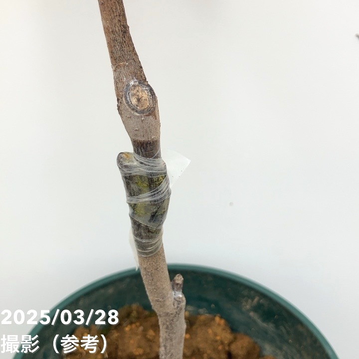 ポポー 宝珠 5号｜果樹10-TU | 果樹,[珍しい果樹] | 赤塚植物園