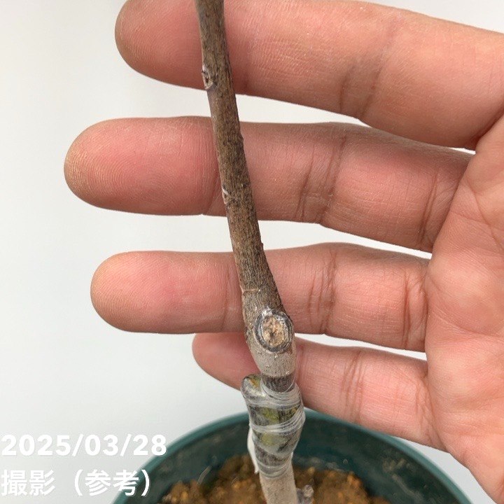 希少果実つき　5年生　ポポー苗木　樹高70センチ 5号鉢 撮影品のお届け 希少果実つき 5年生 ポポー苗木 樹高70センチ 5号鉢 撮影品の