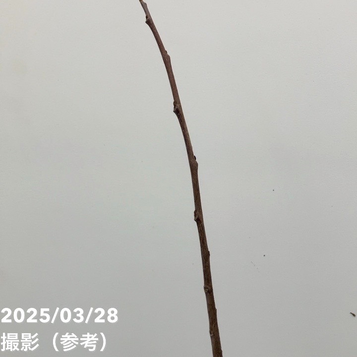 ポポー 宝珠 5号｜果樹10-TU | 果樹,[珍しい果樹] | 赤塚植物園