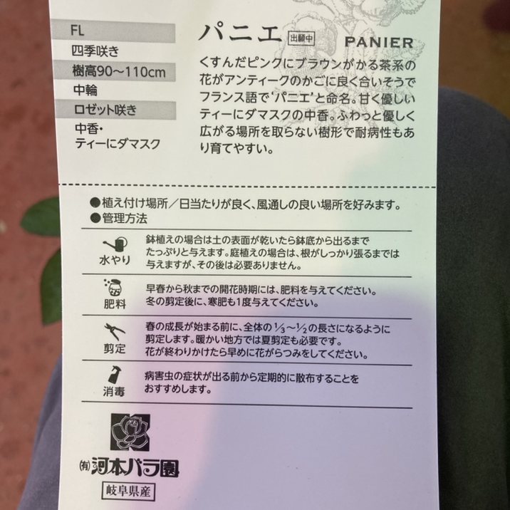 ラベル付き　河本バラ園 パニエ 8号鉢 ローズドゥメルスリー パニエ (2023年) 河本バラ園/ローズドゥメルスリー 春の新苗から育てて