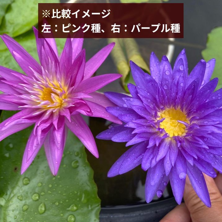 激レア数量限定】熱帯スイレン 7号 キングオブサイアム ピンク 斑入り