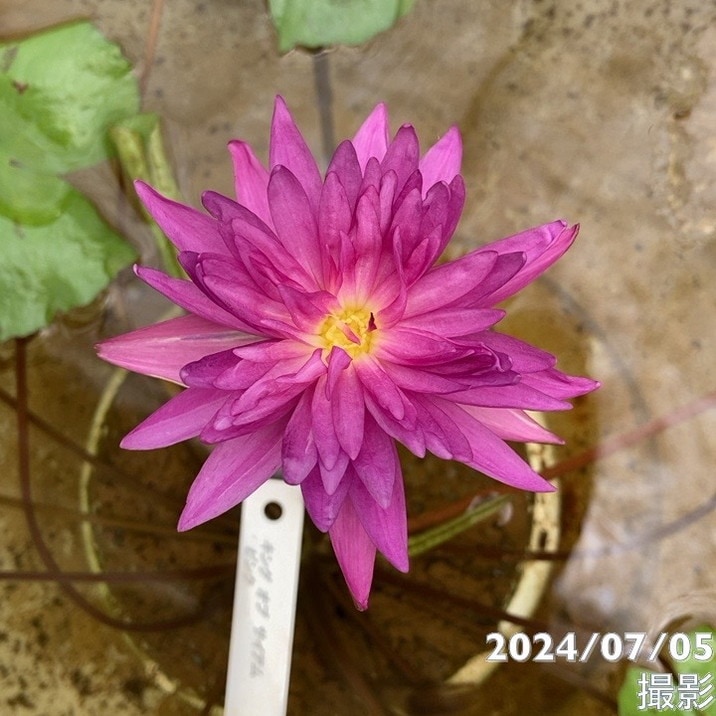 蓮花戯水　組紐　ピンク色　1本 数量限定】熱帯スイレン 4号 ピンクレオパーデス Pink Leopardess