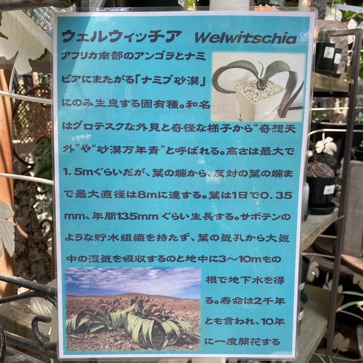 奇想天外　ウェルウィッチア　観葉植物 送料無料 奇想天外 ウェルウィッチア・ミラビリス 実生1年目 3号