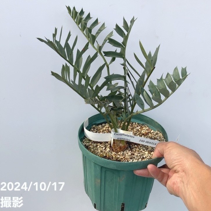 エンセファラルトス アレナリウス 盆栽 超希少種 エンセファラルトス アレナリウス 盆栽 超希少種 エンセファ