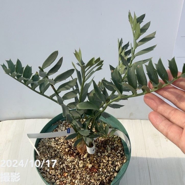 激レア！現品お届け】エンセファラルトス アレナリウス
