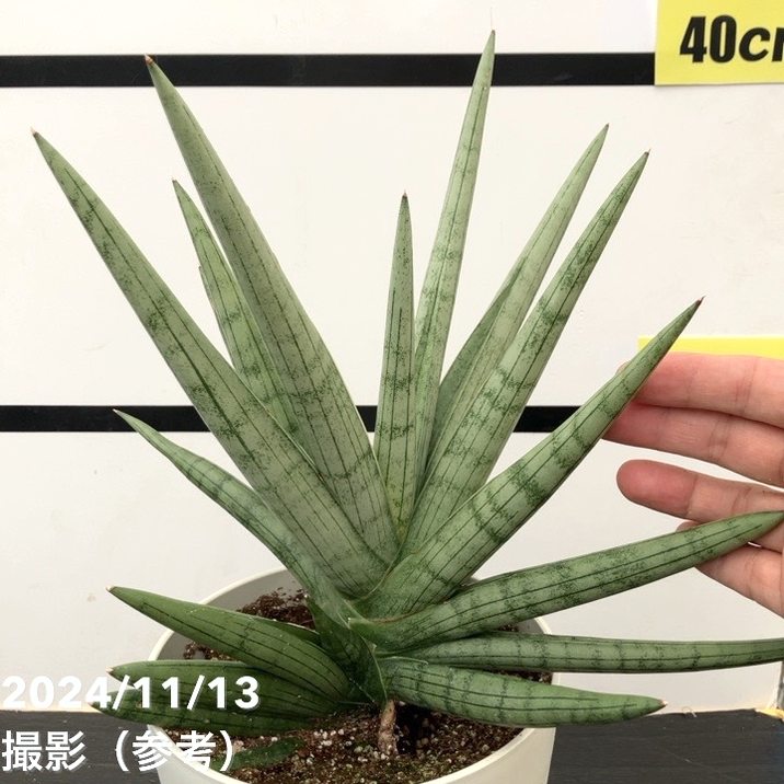 サンスベリア 6号大鉢 シルバークラウン Silver Crown 白プラ鉢｜観葉