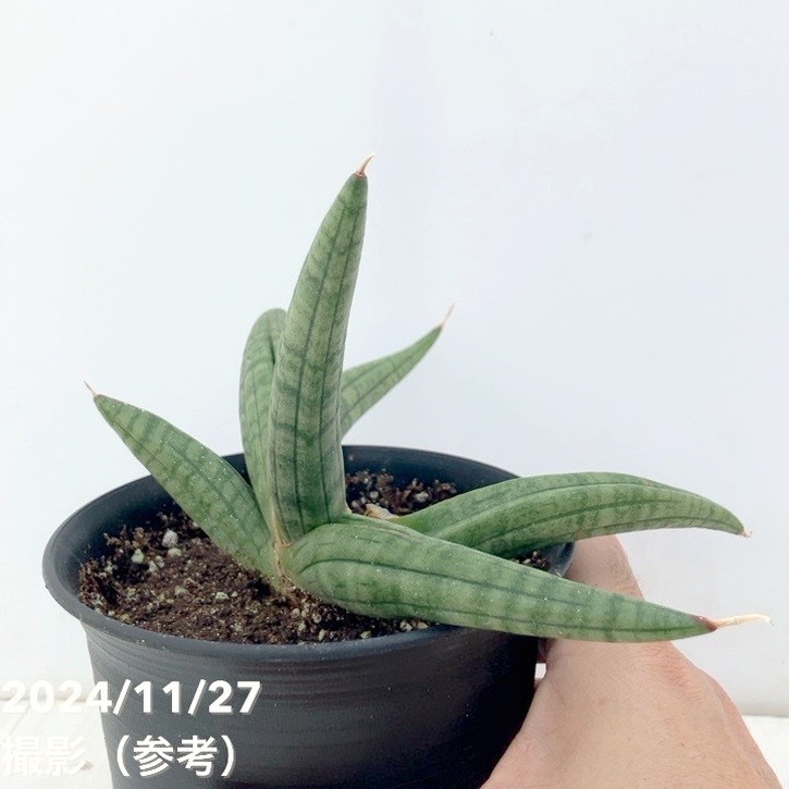 現品お届け】サンスベリア 4号 龍の爪（Dragon nail）黒プラ鉢（S135