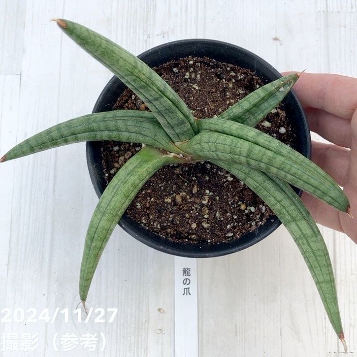 決算！ポイント5倍！7/31まで】【現品お届け】サンスベリア 4号