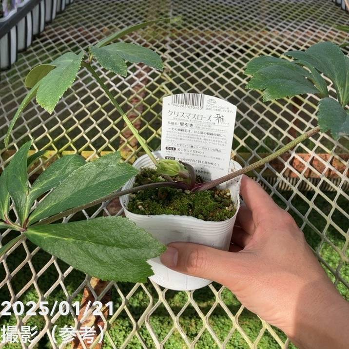 数量限定】＜つぼみ～開花株＞クリスマスローズ 伊勢みやび 3.5号 眉