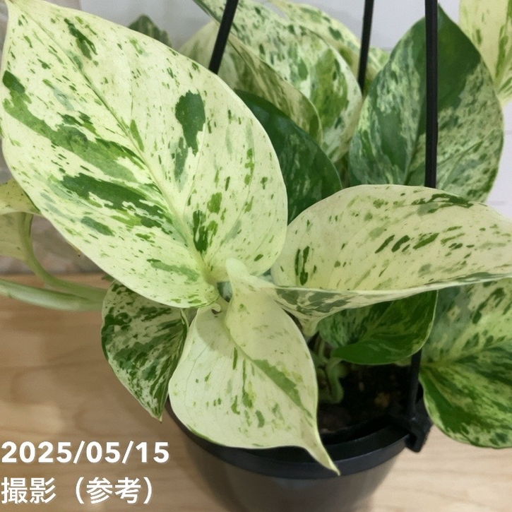 ポトス マーブルクイーン 4号吊り鉢｜観葉04-PA | 観葉・多肉,ポトス