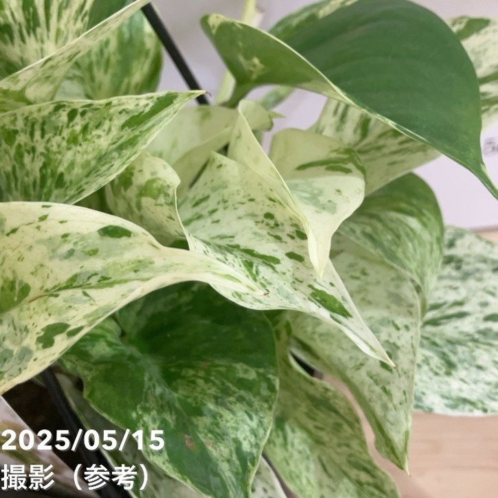 ポトス マーブルクイーン 4号吊り鉢｜観葉04-PA | 観葉・多肉,ポトス