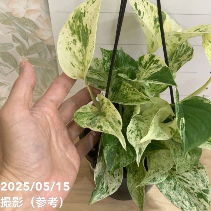 ポトス マーブルクイーン 4号吊り鉢｜観葉04-PA | 観葉・多肉,ポトス