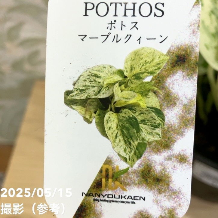 ポトス マーブルクイーン 4号吊り鉢｜観葉04-PA | 観葉・多肉,ポトス