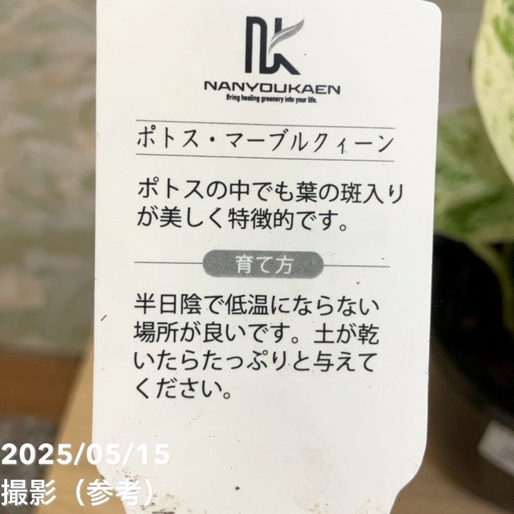 ポトス マーブルクイーン 4号吊り鉢｜観葉04-PA | 観葉・多肉,ポトス