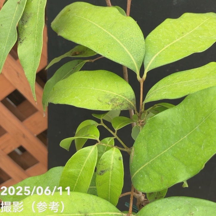 ライチ ジャバカット 5号角鉢|果樹04-PA