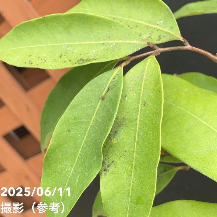 ライチ ジャバカット 5号角鉢|果樹04-PA