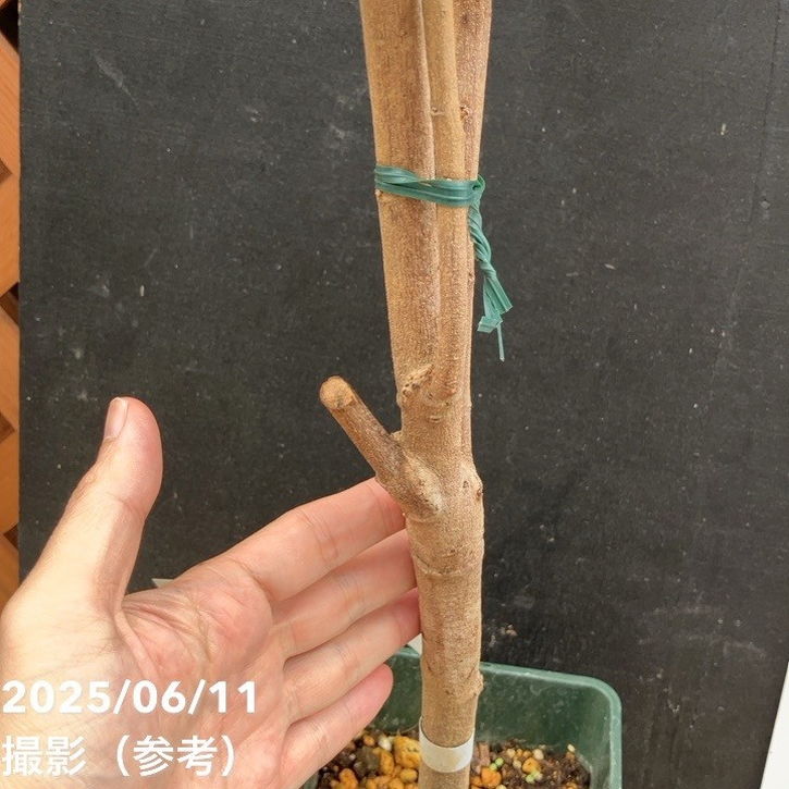 ライチ ジャバカット 5号角鉢|果樹04-PA