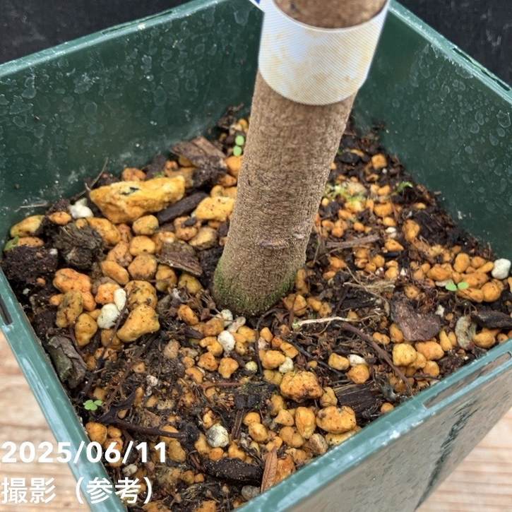 ライチ ジャバカット 5号角鉢|果樹04-PA