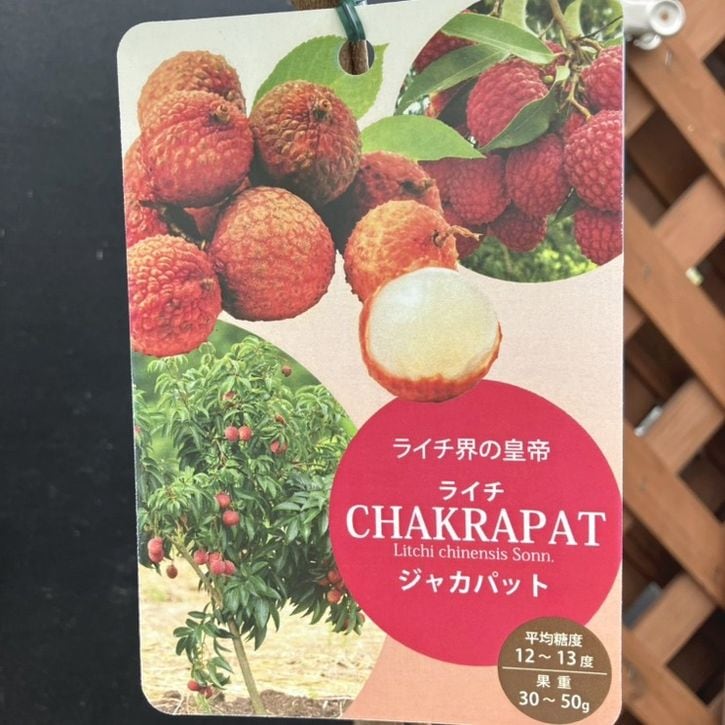 ライチ 品種名 ジャカパット 苗木
