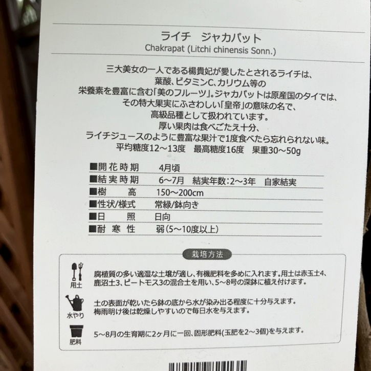 ライチ ジャバカット 5号角鉢|果樹04-PA