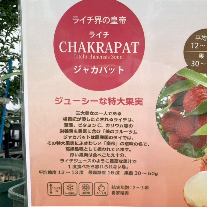 ライチ ジャバカット 5号角鉢|果樹04-PA