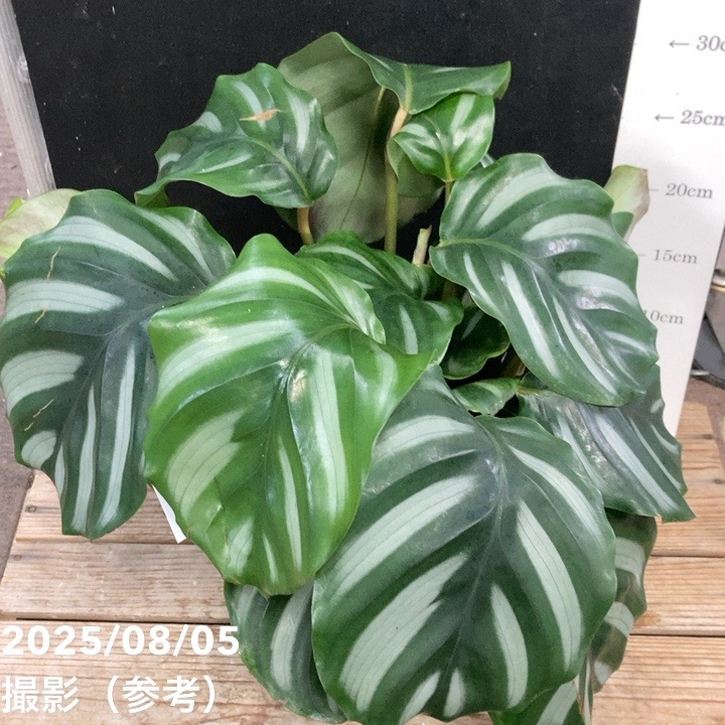 【中古】ガラテーア (セルバンテス全集) カラテア ゲッペルティア ロツンディフォリア sp.ベサール 5号｜観葉04