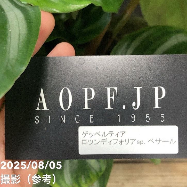 【中古】ガラテーア (セルバンテス全集) 中古】ガラテーア (セルバンテス全集) 【公式通販】