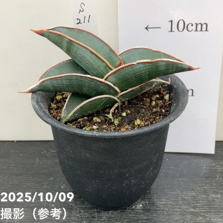 【現品お届け】サンスベリア 3号 ロリダ (S211)|観葉02-D2