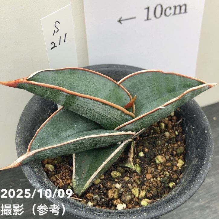 【現品お届け】サンスベリア 3号 ロリダ (S211)|観葉02-D2