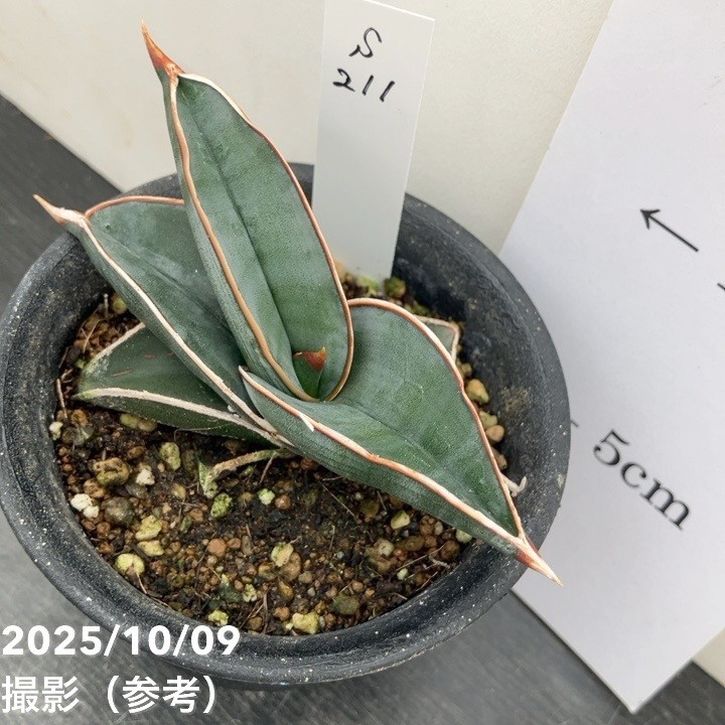 【現品お届け】サンスベリア 3号 ロリダ (S211)|観葉02-D2