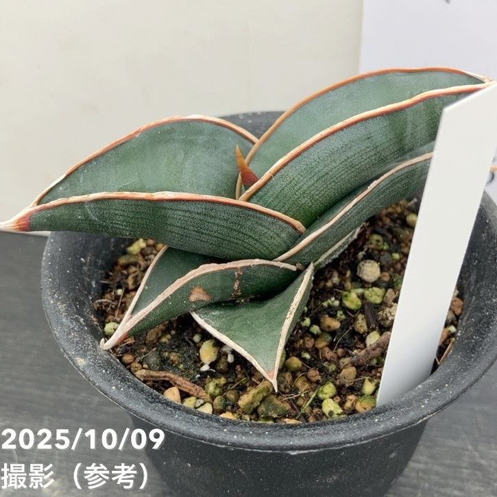 n*m様 S6810★オークション販売★ サンスベリア ロリダ 極上斑入り株！現 n*m様 S6810☆オークション販売☆ サンスベリア ロリダ 極上