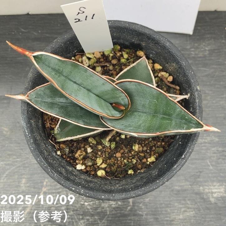 現品お届け】サンスベリア 3号 ロリダ （S211）｜観葉02-D2