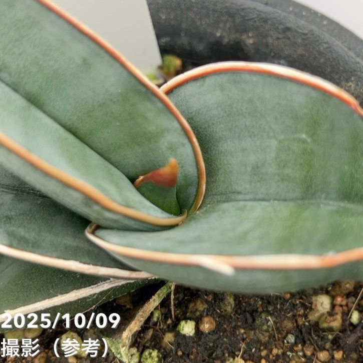 【現品お届け】サンスベリア 3号 ロリダ (S211)|観葉02-D2