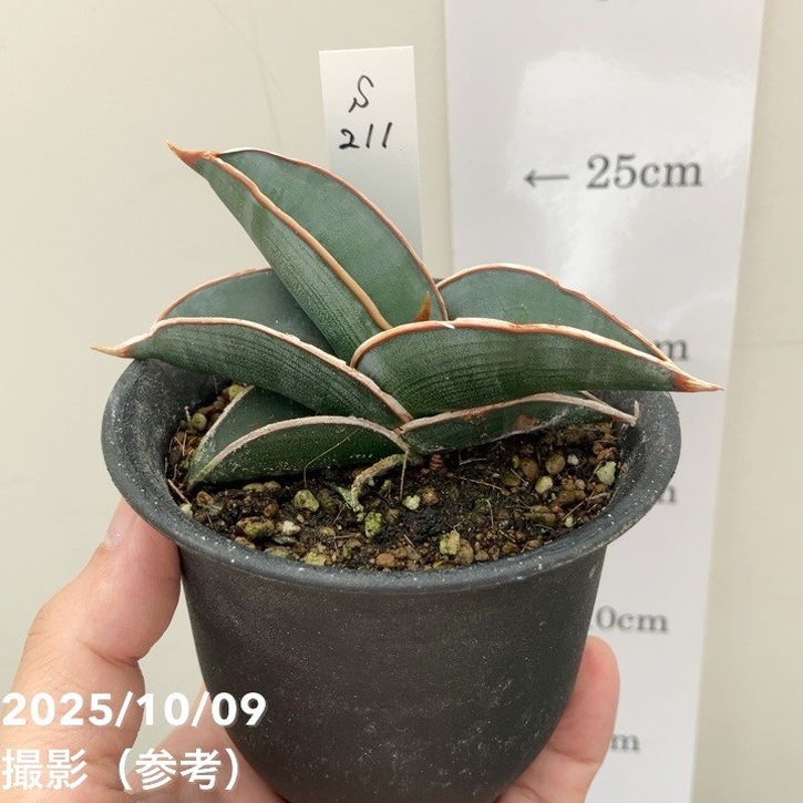 【現品お届け】サンスベリア 3号 ロリダ (S211)|観葉02-D2