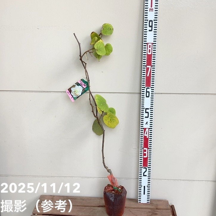 キウイフルーツ 早雄（そうゆう）オス受粉樹用 4号｜果樹04-PA | 果樹
