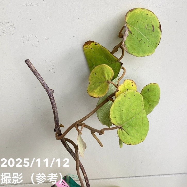 キウイフルーツ 早雄（そうゆう）オス受粉樹用 4号｜果樹04-PA | 果樹