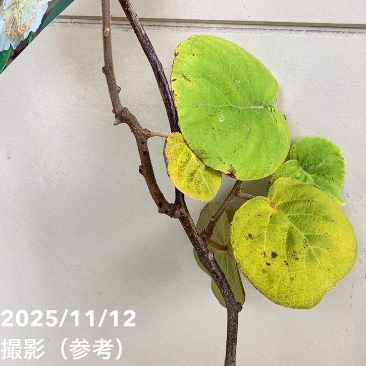 キウイフルーツ 早雄（そうゆう）オス受粉樹用 4号｜果樹04-PA | 果樹