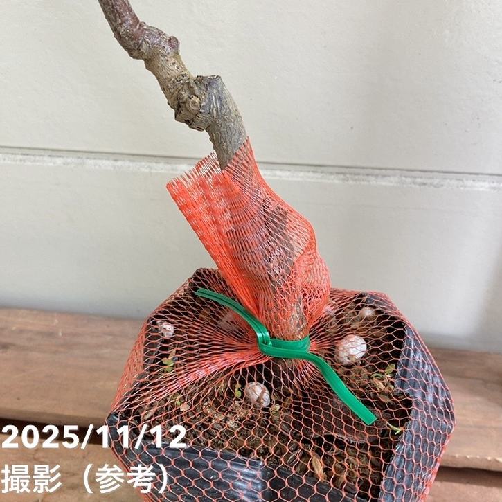 キウイフルーツ 早雄（そうゆう）オス受粉樹用 4号｜果樹04-PA | 果樹