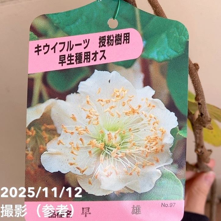 キウイフルーツ 早雄（そうゆう）オス受粉樹用 4号｜果樹04-PA | 果樹
