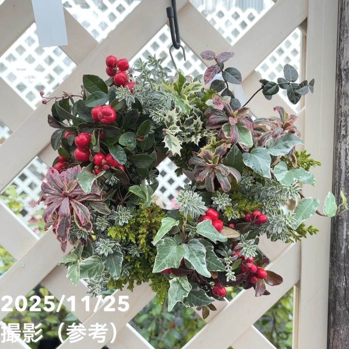 【現品お届け】彩り豊かな季節の寄せ植えリース AS9|草花04-PA