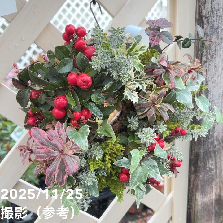 【現品お届け】彩り豊かな季節の寄せ植えリース AS9|草花04-PA