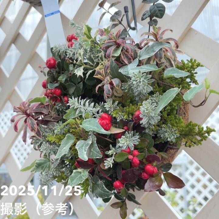 【現品お届け】彩り豊かな季節の寄せ植えリース AS9|草花04-PA