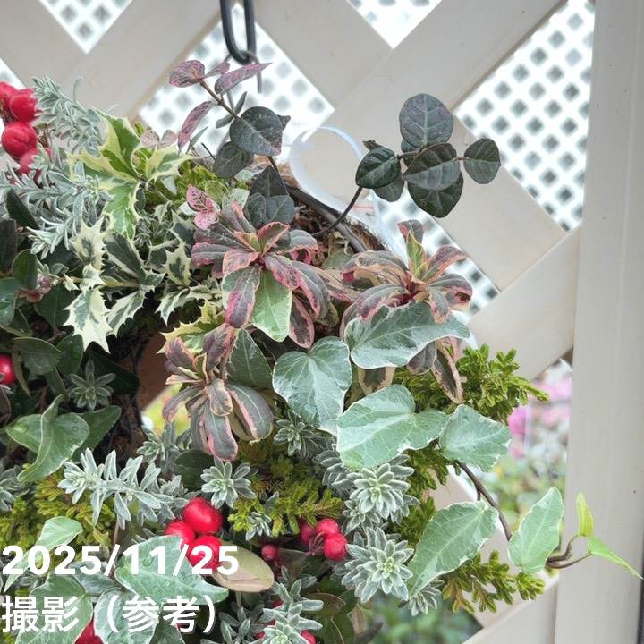 【現品お届け】彩り豊かな季節の寄せ植えリース AS9|草花04-PA