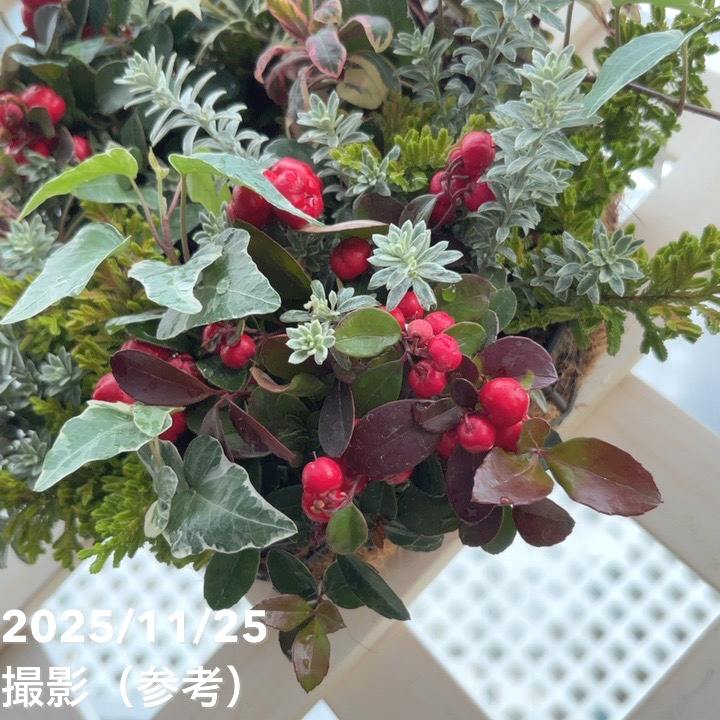 【現品お届け】彩り豊かな季節の寄せ植えリース AS9|草花04-PA