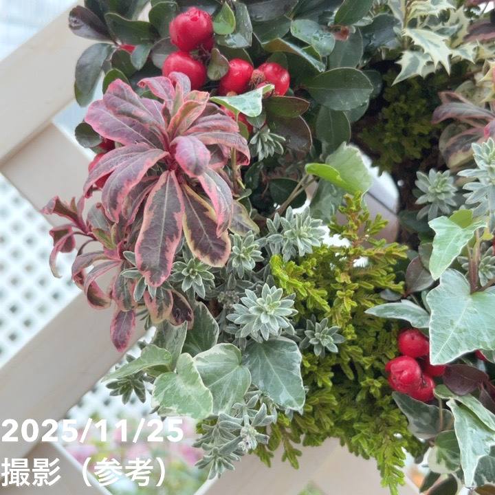 【現品お届け】彩り豊かな季節の寄せ植えリース AS9|草花04-PA