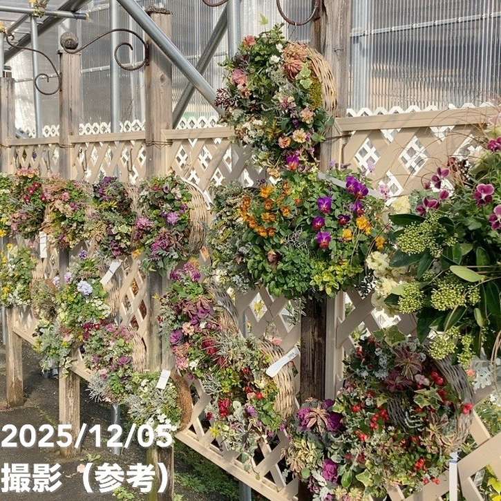 【現品お届け】彩り豊かな季節の寄せ植えリース AS9|草花04-PA