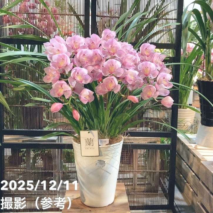 シンビジューム アーチ 7号陶器鉢 3本立 エンザンスプリング