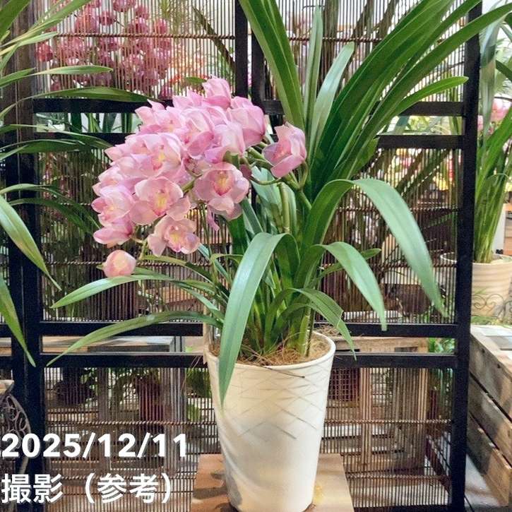 シンビジューム アーチ 7号陶器鉢 3本立 エンザンスプリング